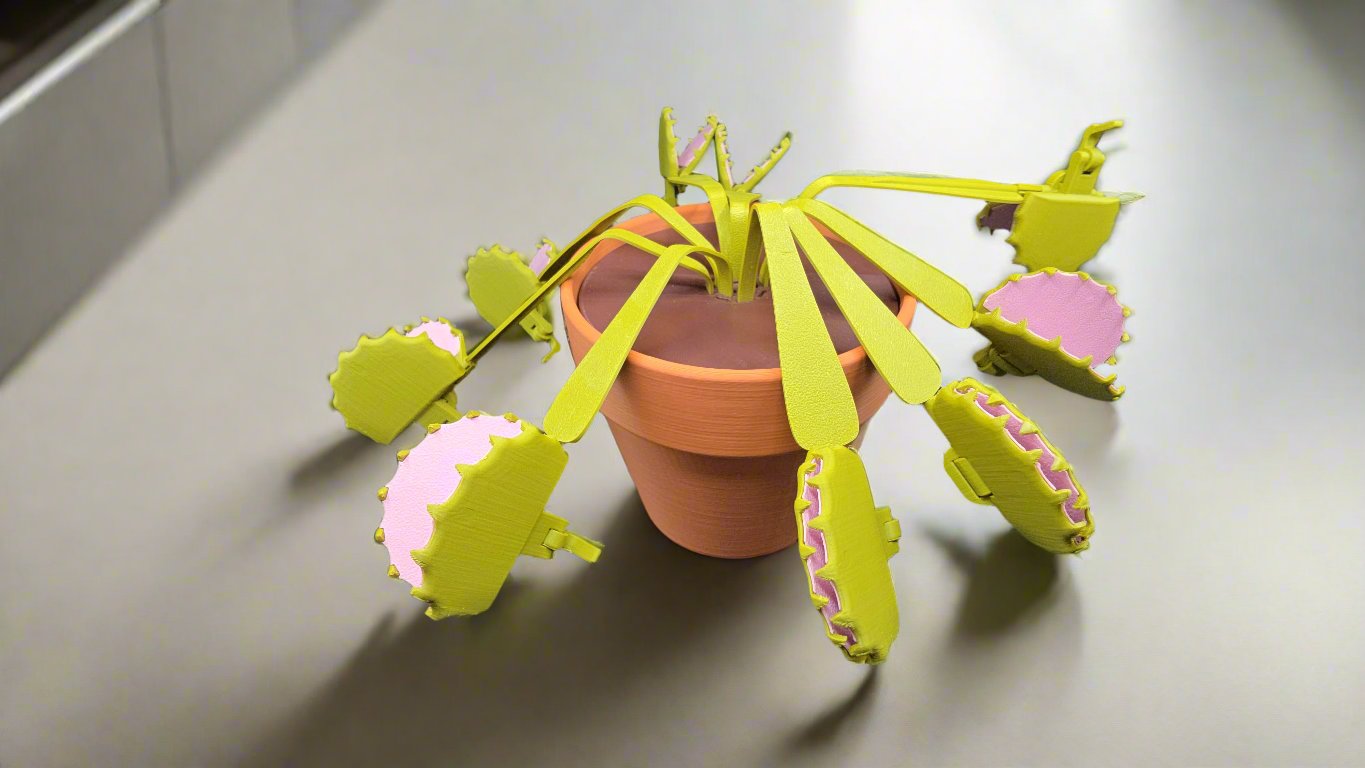 Clip clip Venus fly trap plant